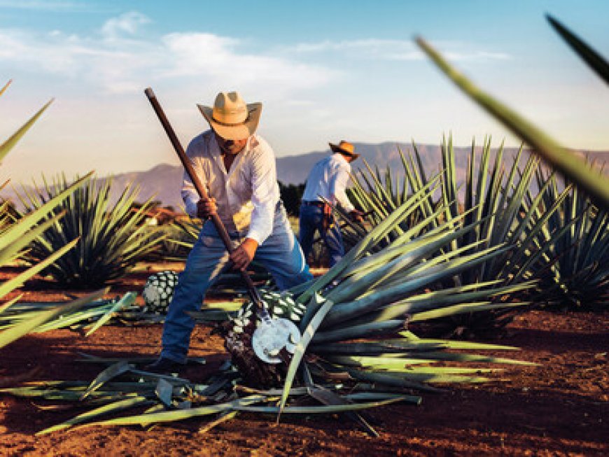 Talking Tequila Understanding how 100% agave blanco tequilas are made